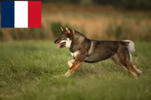 Mehr über den Artikel erfahren Shikoku Züchter und Welpen in Frankreich