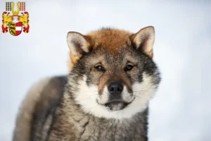 Mehr über den Artikel erfahren Shikoku Züchter und Welpen in Kärnten