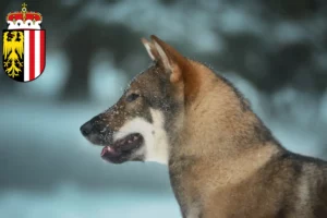 Mehr über den Artikel erfahren Shikoku Züchter und Welpen in Oberösterreich