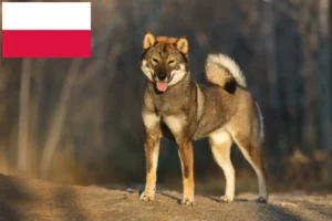 Mehr über den Artikel erfahren Shikoku Züchter und Welpen in Polen