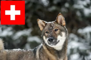 Mehr über den Artikel erfahren Shikoku Züchter und Welpen in der Schweiz