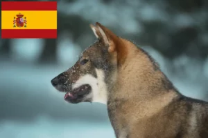 Mehr über den Artikel erfahren Shikoku Züchter und Welpen in Spanien