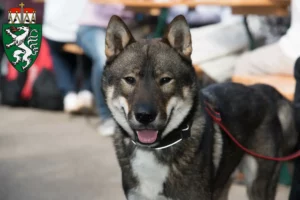 Mehr über den Artikel erfahren Shikoku Züchter und Welpen in der Steiermark