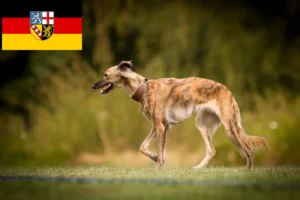 Mehr über den Artikel erfahren Silken Windsprite Züchter und Welpen im Saarland