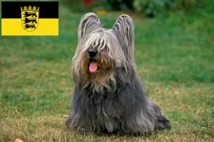 Mehr über den Artikel erfahren Skye Terrier Züchter und Welpen in Baden-Württemberg