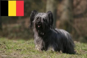 Mehr über den Artikel erfahren Skye Terrier Züchter und Welpen in Belgien