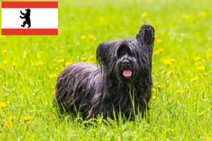 Mehr über den Artikel erfahren Skye Terrier Züchter und Welpen in Berlin