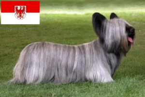 Mehr über den Artikel erfahren Skye Terrier Züchter und Welpen in Brandenburg