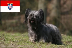 Mehr über den Artikel erfahren Skye Terrier Züchter und Welpen in Hessen