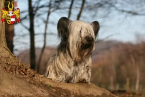Mehr über den Artikel erfahren Skye Terrier Züchter und Welpen in Kärnten