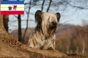 Mehr über den Artikel erfahren Skye Terrier Züchter und Welpen in Mecklenburg-Vorpommern