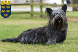 Mehr über den Artikel erfahren Skye Terrier Züchter und Welpen in Niederösterreich