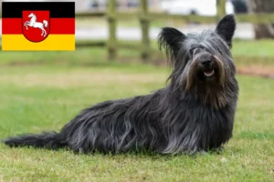 Mehr über den Artikel erfahren Skye Terrier Züchter und Welpen in Niedersachsen