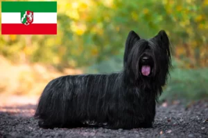 Mehr über den Artikel erfahren Skye Terrier Züchter und Welpen in Nordrhein-Westfalen