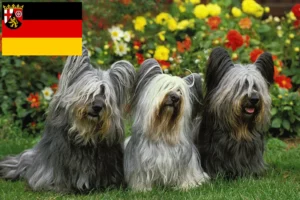 Read more about the article Skye Terrier Züchter und Welpen in Rheinland-Pfalz