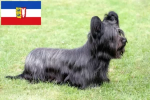 Mehr über den Artikel erfahren Skye Terrier Züchter und Welpen in Schleswig-Holstein