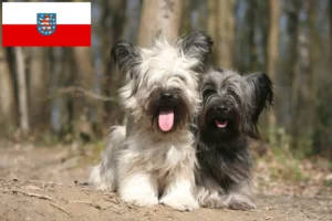 Mehr über den Artikel erfahren Skye Terrier Züchter und Welpen in Thüringen