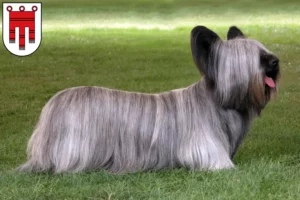 Read more about the article Skye Terrier Züchter und Welpen in Vorarlberg