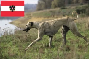 Mehr über den Artikel erfahren Sloughi Züchter und Welpen in Österreich