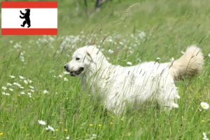 Mehr über den Artikel erfahren Slovensky Cuvac Züchter und Welpen in Berlin