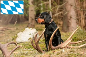 Mehr über den Artikel erfahren Slovenský kopov Züchter und Welpen in Bayern