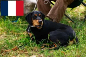 Mehr über den Artikel erfahren Slovenský kopov Züchter und Welpen in Frankreich