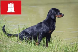 Mehr über den Artikel erfahren Slovenský kopov Züchter und Welpen in Hamburg