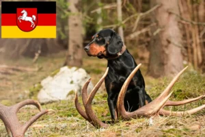 Mehr über den Artikel erfahren Slovenský kopov Züchter und Welpen in Niedersachsen