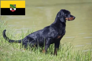 Mehr über den Artikel erfahren Slovenský kopov Züchter und Welpen in Sachsen-Anhalt