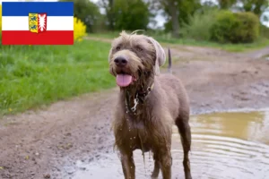 Mehr über den Artikel erfahren Slowakischer Rauhbart Züchter und Welpen in Schleswig-Holstein