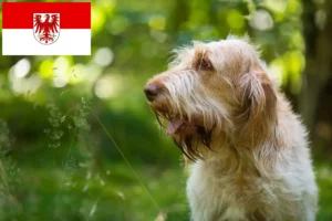 Mehr über den Artikel erfahren Spinone Italiano Züchter und Welpen in Brandenburg