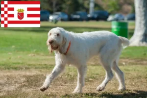 Mehr über den Artikel erfahren Spinone Italiano Züchter und Welpen in Bremen