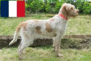 Mehr über den Artikel erfahren Spinone Italiano Züchter und Welpen in Frankreich