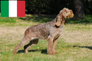 Mehr über den Artikel erfahren Spinone Italiano Züchter und Welpen in Italien