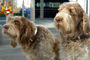 Mehr über den Artikel erfahren Spinone Italiano Züchter und Welpen in Kärnten