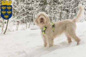 Mehr über den Artikel erfahren Spinone Italiano Züchter und Welpen in Niederösterreich