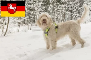 Mehr über den Artikel erfahren Spinone Italiano Züchter und Welpen in Niedersachsen