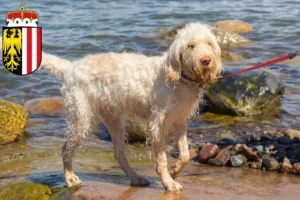 Mehr über den Artikel erfahren Spinone Italiano Züchter und Welpen in Oberösterreich