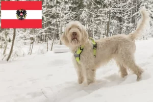 Mehr über den Artikel erfahren Spinone Italiano Züchter und Welpen in Österreich