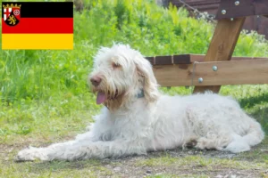 Mehr über den Artikel erfahren Spinone Italiano Züchter und Welpen in Rheinland-Pfalz