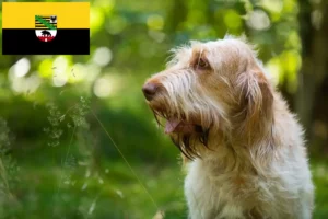 Mehr über den Artikel erfahren Spinone Italiano Züchter und Welpen in Sachsen-Anhalt