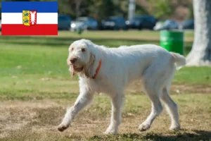 Mehr über den Artikel erfahren Spinone Italiano Züchter und Welpen in Schleswig-Holstein