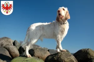 Mehr über den Artikel erfahren Spinone Italiano Züchter und Welpen in Tirol