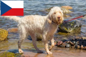 Mehr über den Artikel erfahren Spinone Italiano Züchter und Welpen in Tschechien