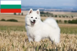 Read more about the article Spitz Züchter und Welpen in Bulgarien