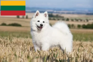 Mehr über den Artikel erfahren Spitz Züchter und Welpen in Litauen