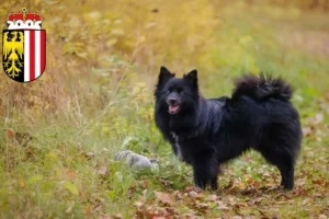 Read more about the article Spitz Züchter und Welpen in Oberösterreich