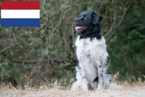 Mehr über den Artikel erfahren Stabij Züchter und Welpen in den Niederlanden