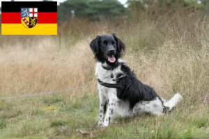 Mehr über den Artikel erfahren Stabij Züchter und Welpen im Saarland