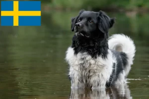 Mehr über den Artikel erfahren Stabij Züchter und Welpen in Schweden